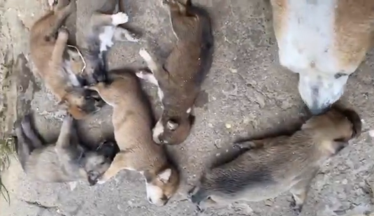 Filhotes de cachorro morrem abandonados ao sol e mulher é presa